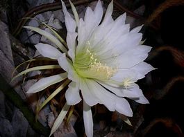 Nightblooming cereus