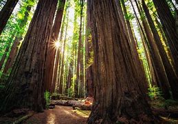 Redwood forest