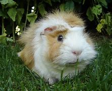 Furry little potatoe